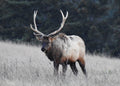 Autumn Elk