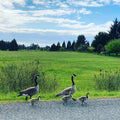 Geese on a stroll